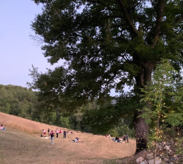 Quercus