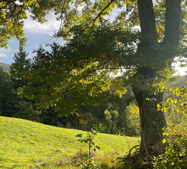 Quercus